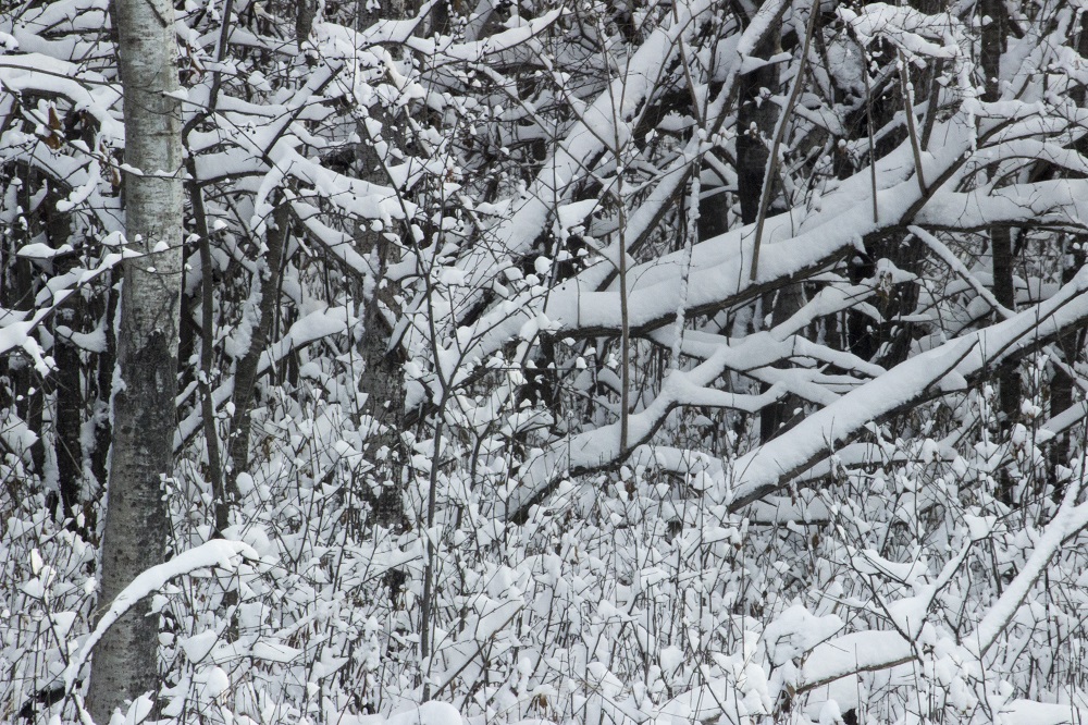 snow stuck on trees eml