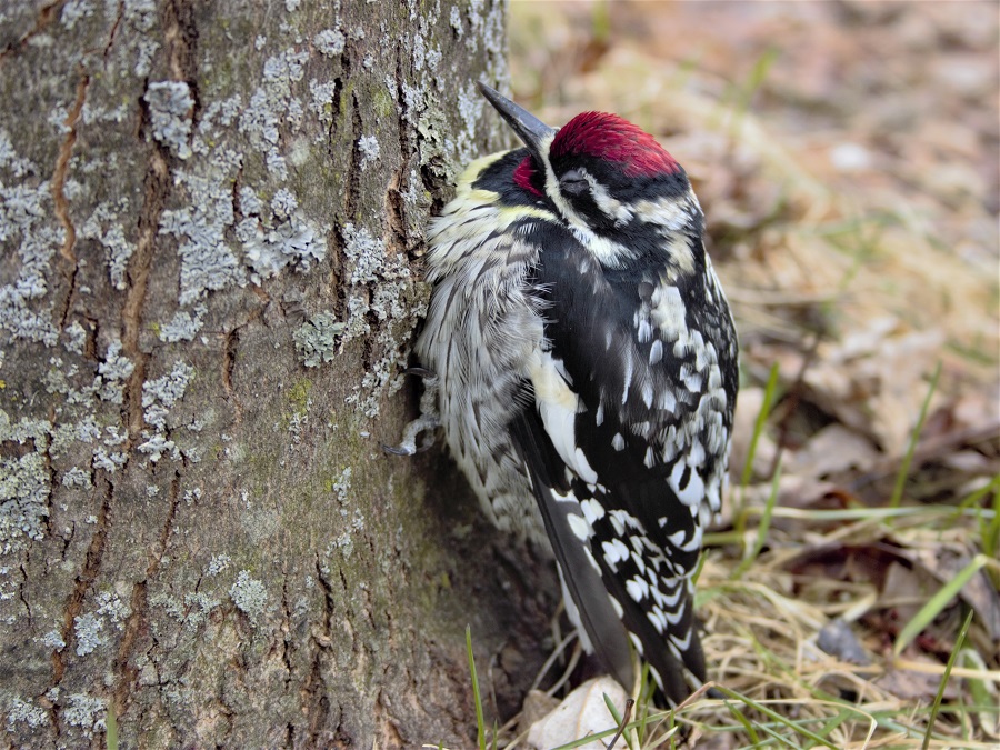 Woodpecker resting eml