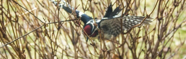 Woodpecker stranded eml